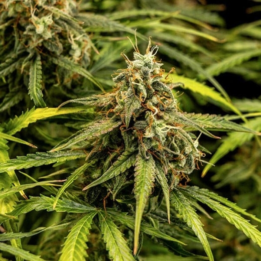 Milky Way F1 Auto (Autoflower)